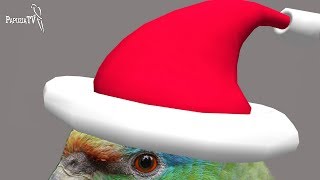 Festive Parrot