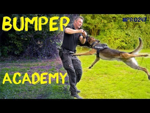 Bumper Academy