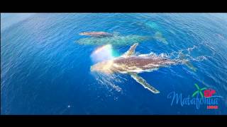 Matafonua lodge Resort Ha'apai Kingdom of Tonga