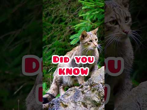 Wildcat, DID YOU KNOW, 5 fascinating facts about Europe's native Cat!