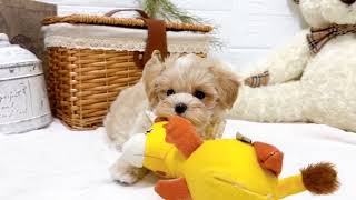 ハーフ犬の動画02