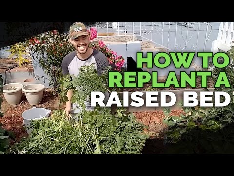 9 Beginner Raised Bed Garden Mistakes to Avoid