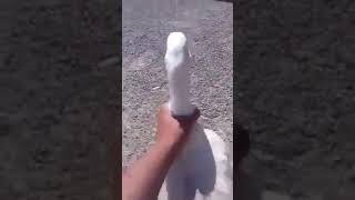 Como jalar el ganso