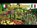 Italy Ka Rose Garden Rose Garden Creeper Roses Climber Rose Italian Roses Fragrant Roses