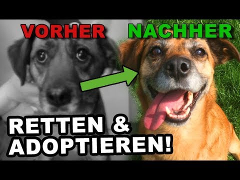 Schmerzen im Nacken auf den Kopf erstreckt, und Ohren Zahnschmerzen im Rücken