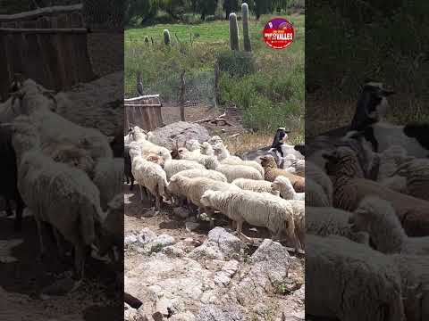 Visita a la Localidad de la Quebrada SAN JOSÉ SANTA MARÍA CATAMARCA 