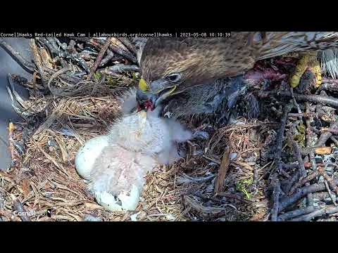 Red-tailed Hawk Hatchlings "M1" And "M2" Eat Rabbit For Breakfast | May 8, 2023