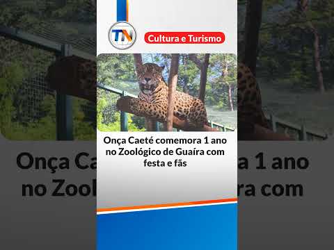 Onça Caeté comemora 1 ano no Zoológico de Guaíra com festa e fãs