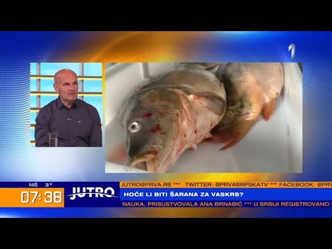 JUTRO - Hoće li biti šarana za Vaskrs, gost prof. dr Zoran Marković profesor ribarstva | PRVA