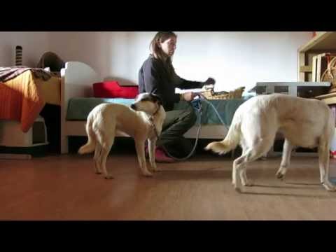 Vídeo de KAT