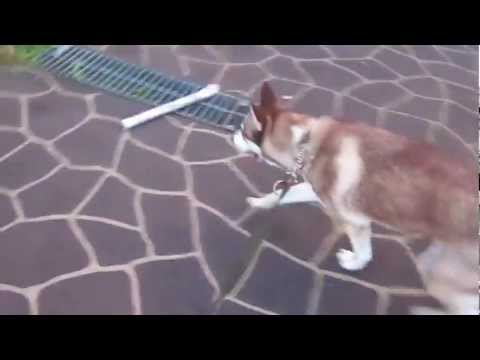 Come Walk With Me - Shazam the Husky on her Daily morning walk