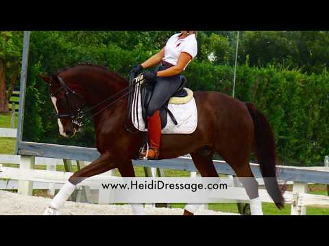 SOLD -  "FENDI" - 2006, 16hd, Imported Swedish gelding Schoolmaster