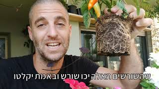 מי אוהב לשתול פלפל חריף באדניות ובגינה?