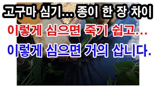 고구마 모종 심기. 살고 죽는 것은 종이 한장 차이. 이렇게 심으면 죽기 쉽고, 이렇게 심으면 거의 삽니다.…