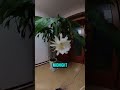This Flower Only Blooms Once a Year at Midnight!