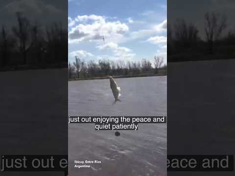 ¡Pesca desde la costa! 🐟🔥 La magia de Ibicuy nunca falla. #pesca #fishing #argentina #catfish