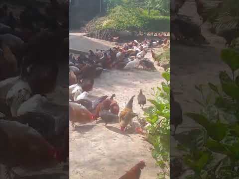 DesiEgg.pk YouTube Shorts Video