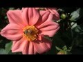 Australian Honey Bee-Buzzing of the bees 