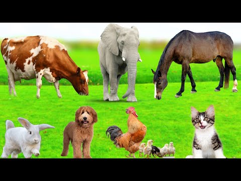 Exploring The Animals Around Us : Elephant, Cow, Horse, Dog, Cat, Pig, Chicken - Animal videos