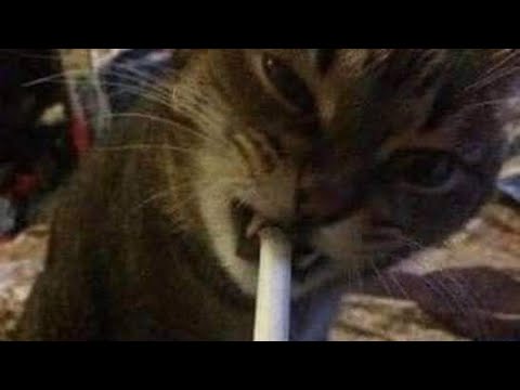 zxkado - F*ck Queen Elizabeth (TikTok)🚬 full song