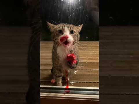 A small act of kindness can save a life. 🐾❤️😭