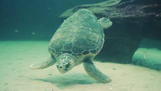 Download lagu Sleep Music 24/7, Anxiety Relief , Sleep Music , Relaxing Music mp3