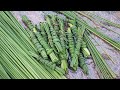 Binding Lemongrass Leaves 🌱