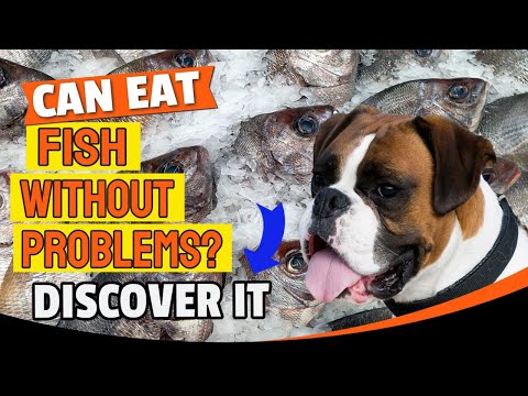 🐶🐟Can DOGS Eat FISH? The truth