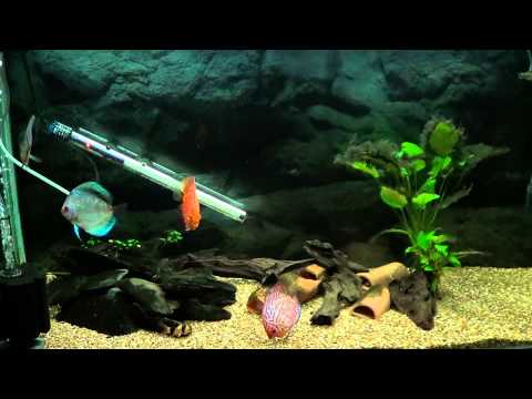 My Aquarium (Fish Tank) Discus Fish - Camera Light Test