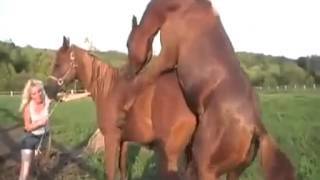 horse matinganimals matingmating anirwerew