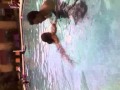 Shawn Shawn Swimming
