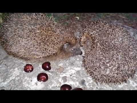 Nächtlicher Besuch auf Müller's Hühnerfarm 😍