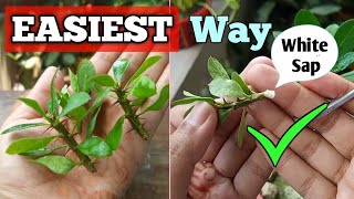 How to Grow Crown of Thorns Plant (Fast and Easy)/ Easiest Euphorbia Millii Propagation