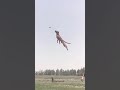 Dog Catching Ball Massive Jump GenYoutube