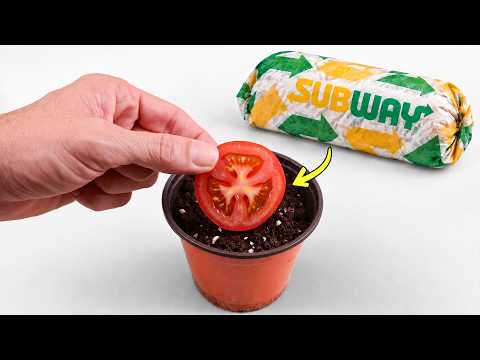 Growing Tomatoes from a Subway Sandwich: What to Expect