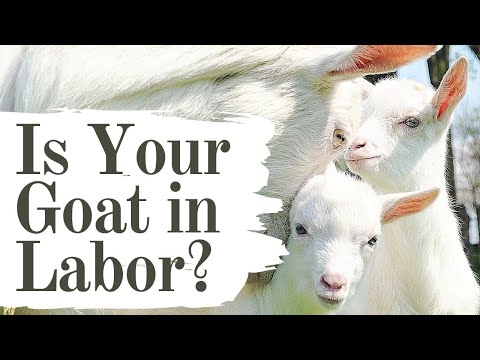 , title : 'The BEST Video Showing Goat Labor Signs You NEED To Know! Have the Best SUCCESS This Year'