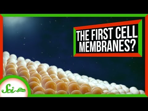細胞はどのようにして膜を作ったのか（たぶん）｜SciShow News (How Cells Got Their Membranes (Maybe) | SciShow News)