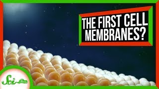 How Cells Got Their Membranes (Maybe) | SciShow News