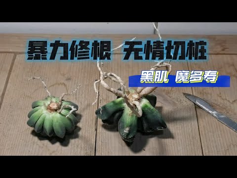黑肌玉露