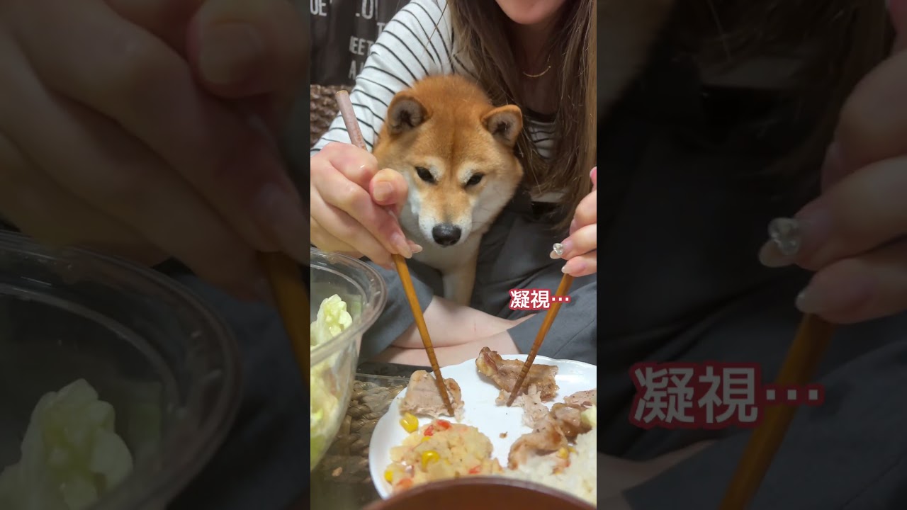 お肉の日には兄柴犬としての特権で姉さん横を譲らない柴犬てぃーだ #柴犬 #shibainu