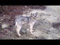 Caini Simpatici Interviu Bateria 10 11 Popesti Leordeni INTERVIEW WITH TWO FUNNY DOGS