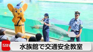 イルカショーで交通安全教室 夏休み明けからの交通事故増加傾向への対策