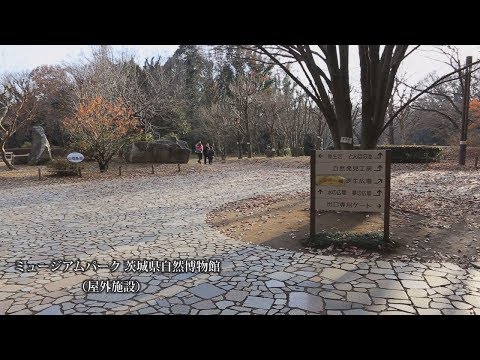 Beautiful Bando City