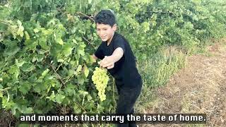 What planting trees means to Palestinians