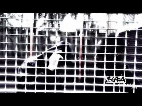 J.SOLO - SHOW ME THE MONEY