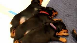 Shelby/Evil litter 3wks part 2