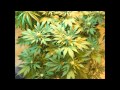 WIZ KHALIFA I GET LIFTED