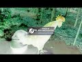 Rooster Crowing HD Video In G Major 16