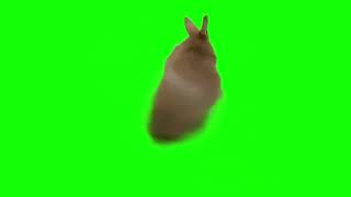 OIIAOIIA Rabbit green screen