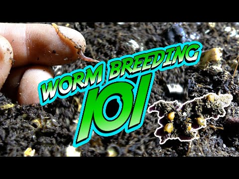 COMPOSTING WORM BREEDING: Expert Level